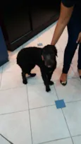 Puppy 