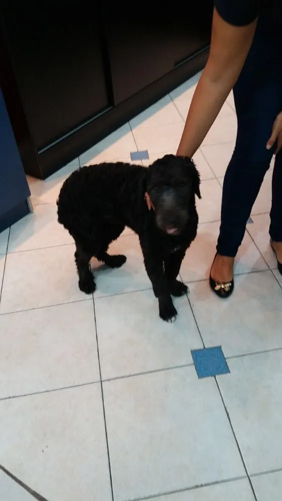 Cachorro ra a Poodle  idade 1 ano nome Puppy 