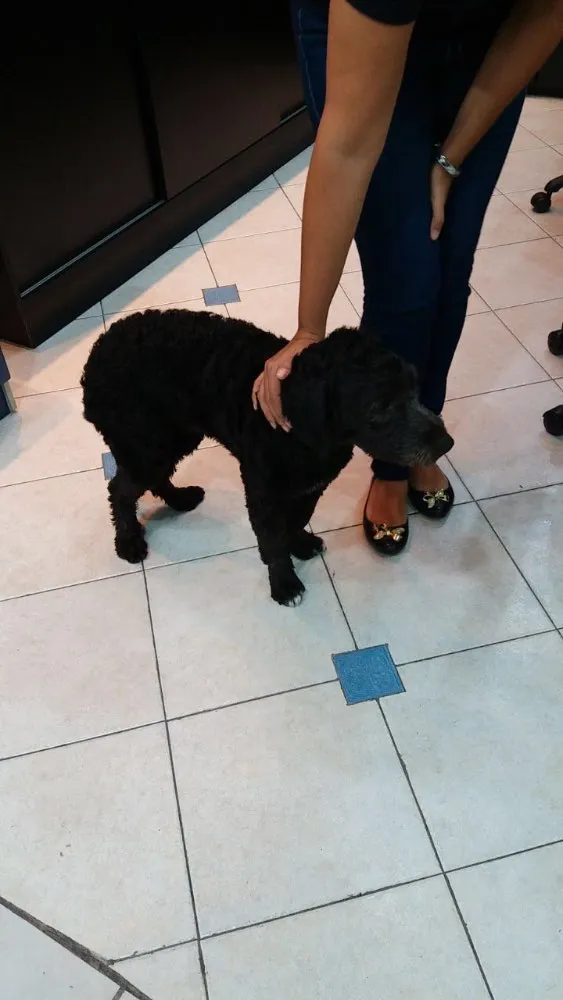Cachorro ra a Poodle  idade 1 ano nome Puppy 