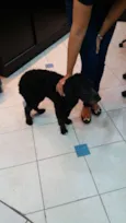 Puppy