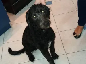 Cachorro raça Poodle  idade 1 ano nome Puppy 