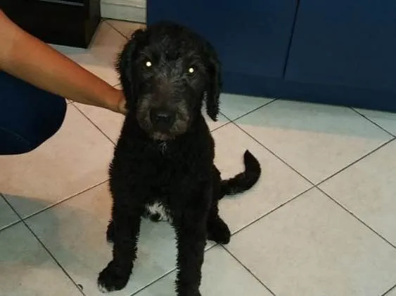 Cachorro ra a Poodle  idade 1 ano nome Puppy 