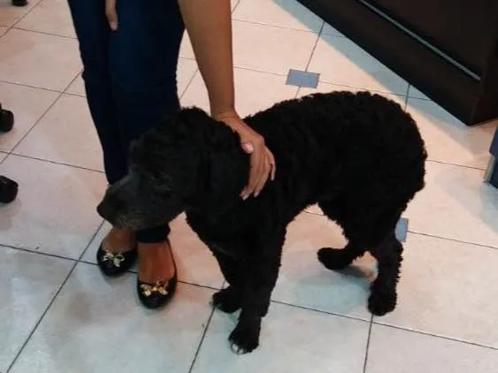Cachorro ra a Poodle  idade 1 ano nome Puppy 