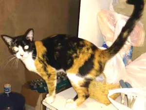 Gato raça Rnd idade 2 anos nome Vanessa negão filhos