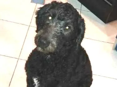 Cachorro ra a Poodle  idade 1 ano nome Puppy 