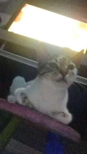 Gato raça Sem raça idade 2 a 6 meses nome Sem nome