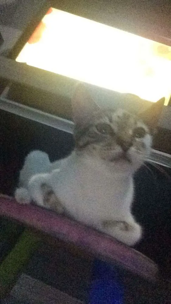 Gato ra a Sem raça idade 2 a 6 meses nome Sem nome