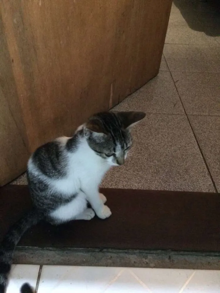 Gato ra a Sem raça idade 2 a 6 meses nome Sem nomes