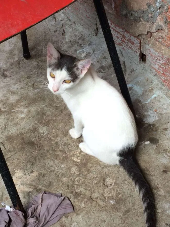 Gato ra a Sem raça idade 2 a 6 meses nome Sem nomes