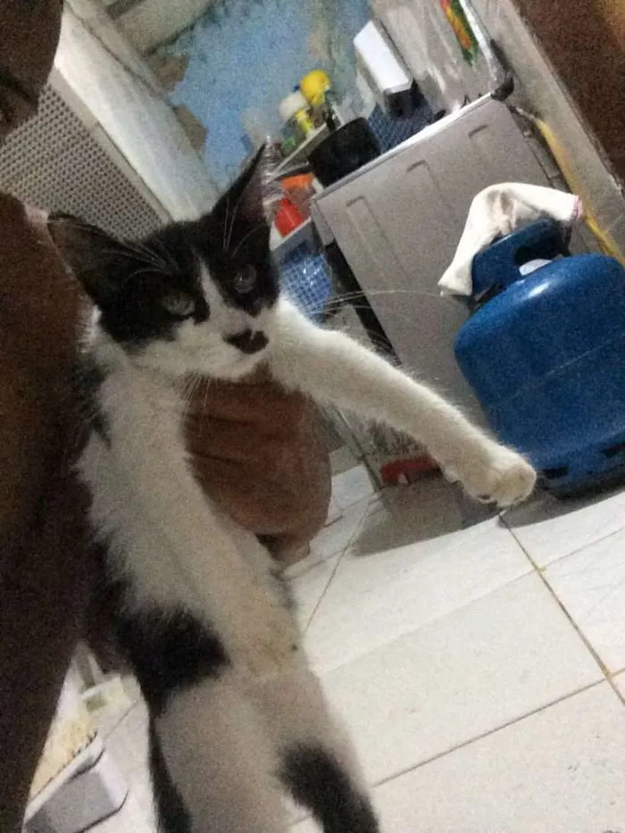 Gato ra a Sem raça idade 2 a 6 meses nome Sem nomes