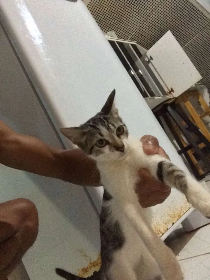 Gato ra a Sem raça idade 2 a 6 meses nome Sem nomes