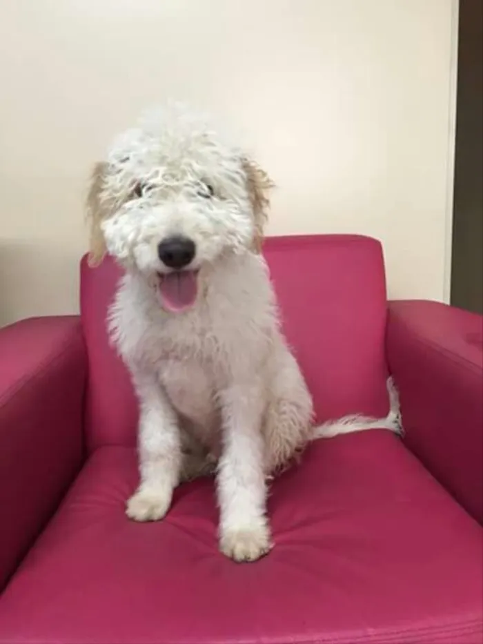 Cachorro ra a Poodle  idade 7 a 11 meses nome Snow 