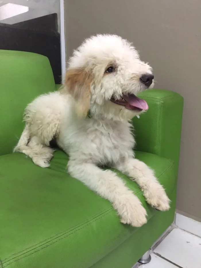 Cachorro ra a Poodle  idade 7 a 11 meses nome Snow 