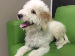 Cachorro raça Poodle  idade 7 a 11 meses nome Snow 