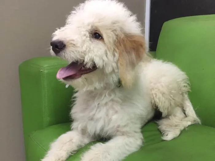 Cachorro ra a Poodle  idade 7 a 11 meses nome Snow 