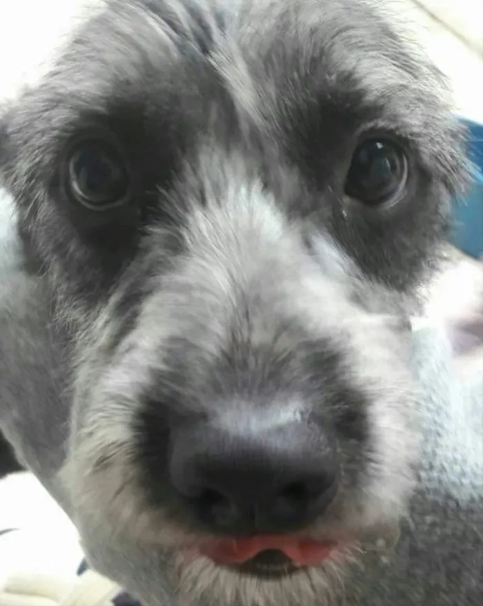 Cachorro ra a Srd (parece Schnauser) idade 1 ano nome Katy 