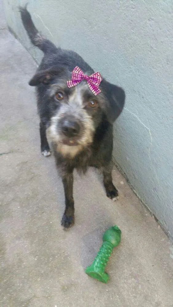Cachorro ra a Srd (parece Schnauser) idade 1 ano nome Katy 
