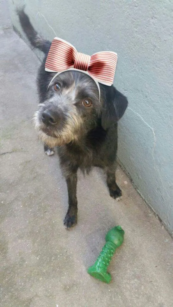 Cachorro ra a Srd (parece Schnauser) idade 1 ano nome Katy 