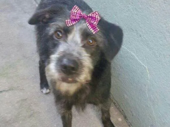 Cachorro ra a Srd (parece Schnauser) idade 1 ano nome Katy 