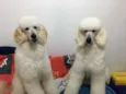 Jack e Joy