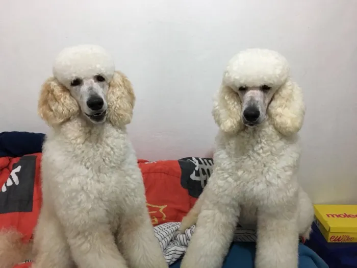 Cachorro ra a Poodle Standard  idade 2 anos nome Jack e Joy