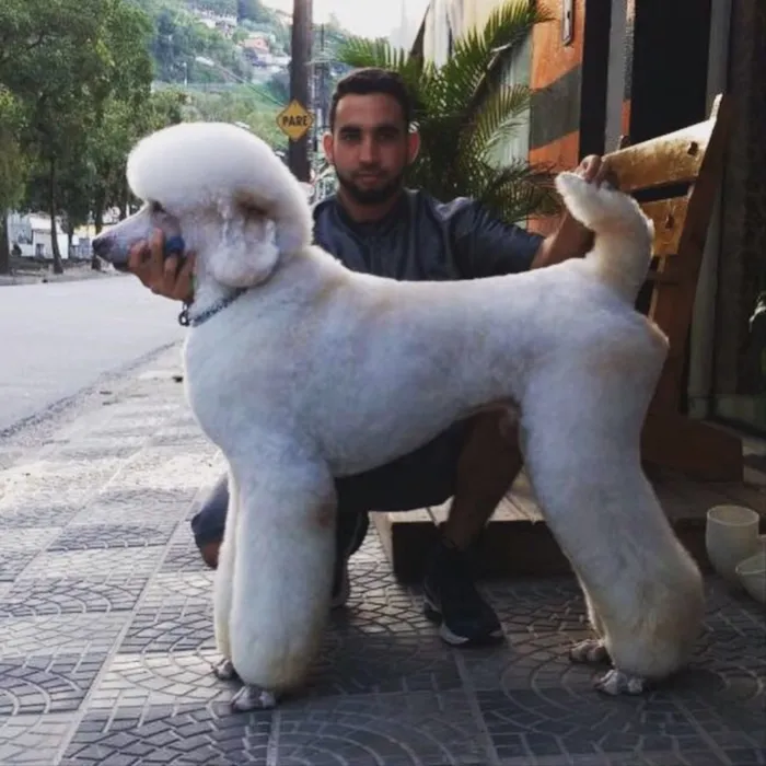 Cachorro ra a Poodle Standard  idade 2 anos nome Jack e Joy