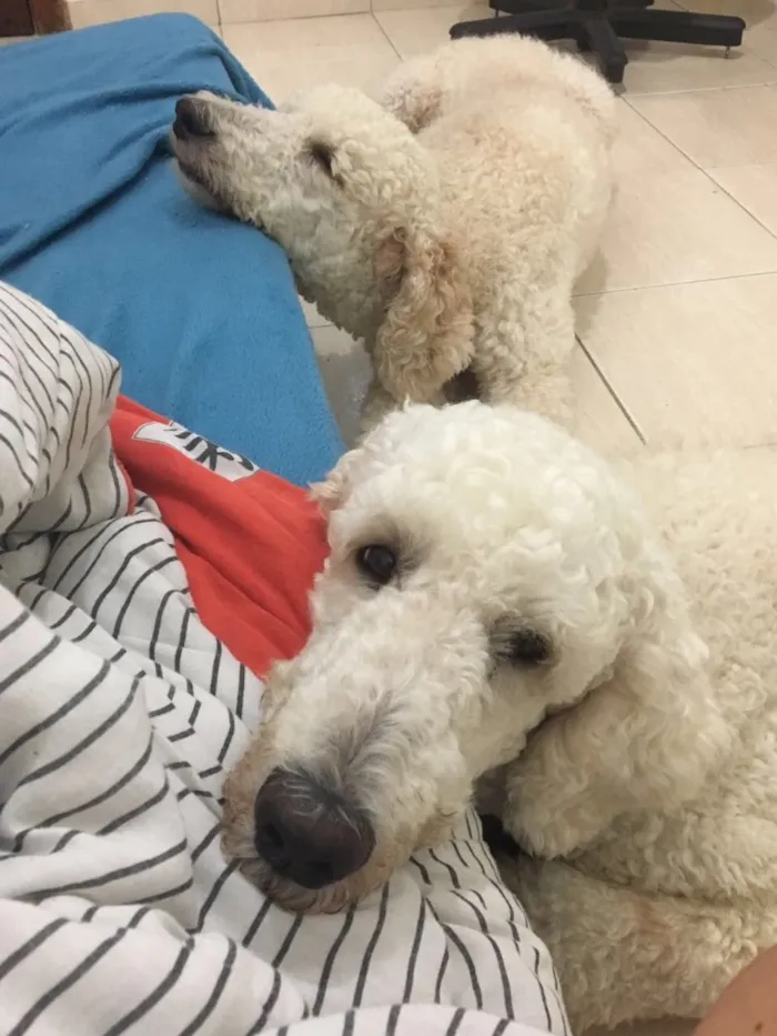 Cachorro ra a Poodle Standard  idade 2 anos nome Jack e Joy