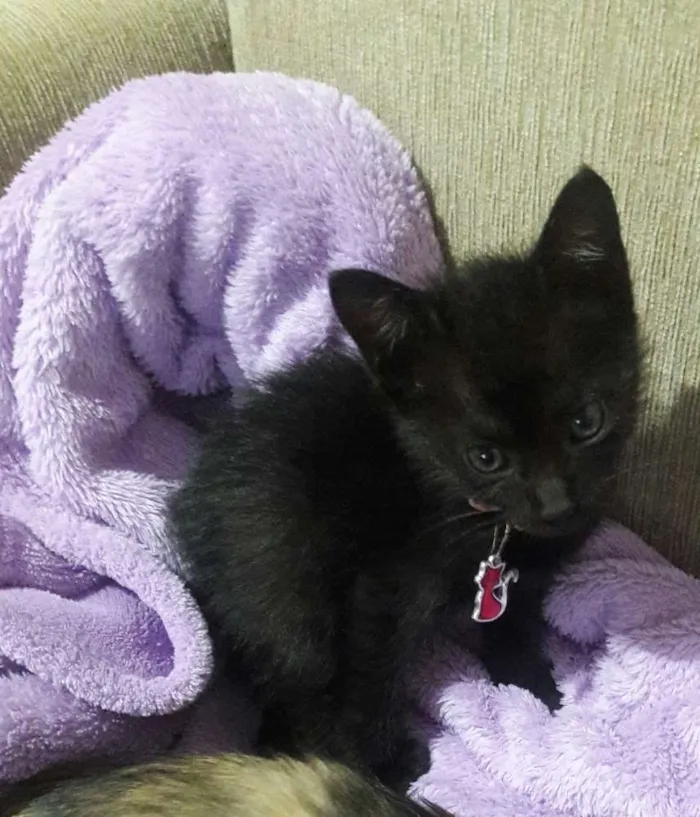 Gato ra a SRD idade 2 a 6 meses nome Pérola 