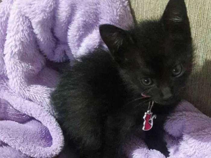 Gato ra a SRD idade 2 a 6 meses nome Pérola 