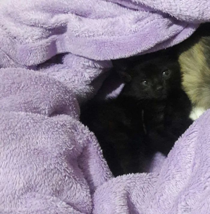 Gato ra a SRD idade 2 a 6 meses nome Pérola 