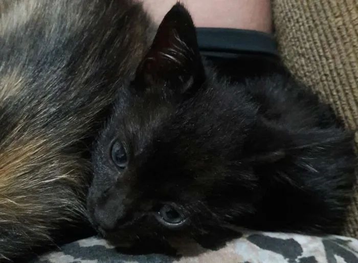 Gato ra a SRD idade 2 a 6 meses nome Pérola 