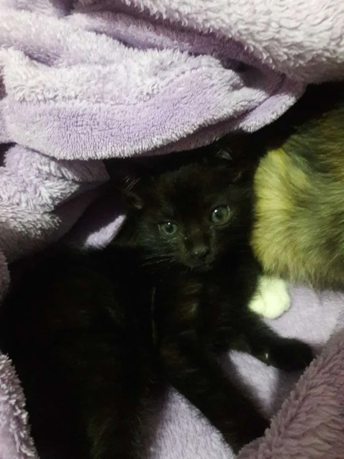 Gato ra a SRD idade 2 a 6 meses nome Pérola 