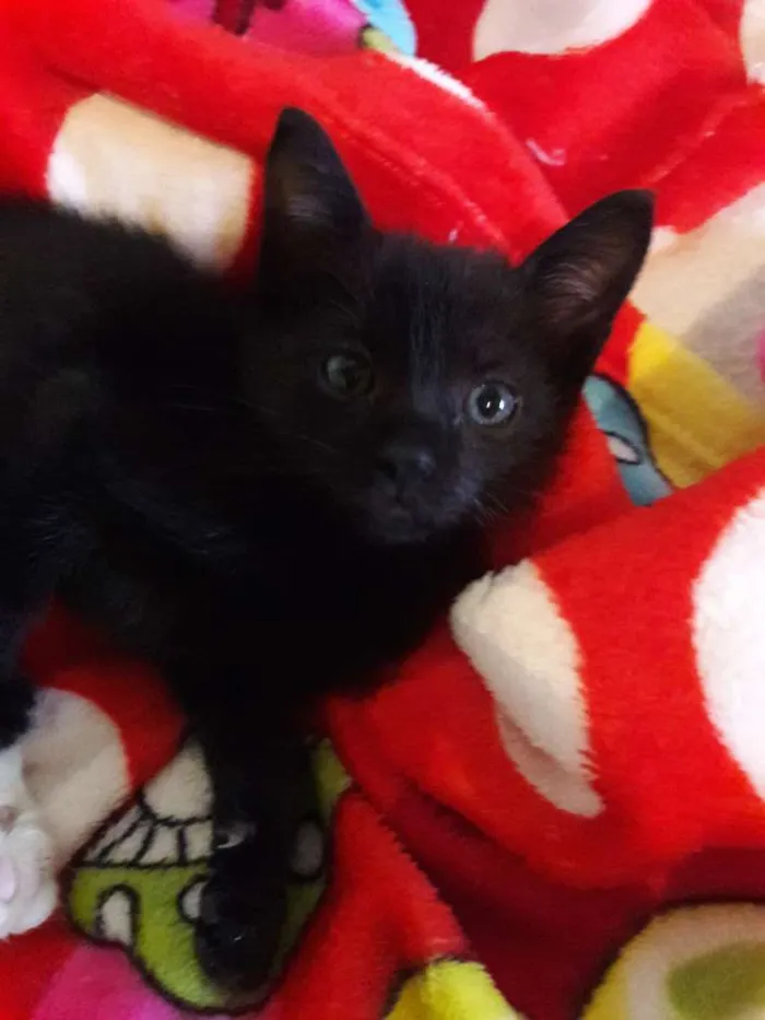 Gato ra a SRD idade 2 a 6 meses nome Pérola 