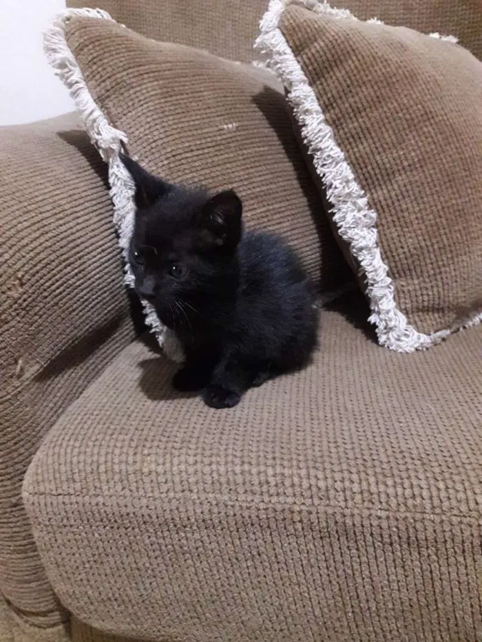 Gato ra a SRD idade 2 a 6 meses nome Pérola 