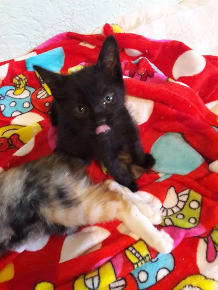 Gato ra a SRD idade 2 a 6 meses nome Pérola 