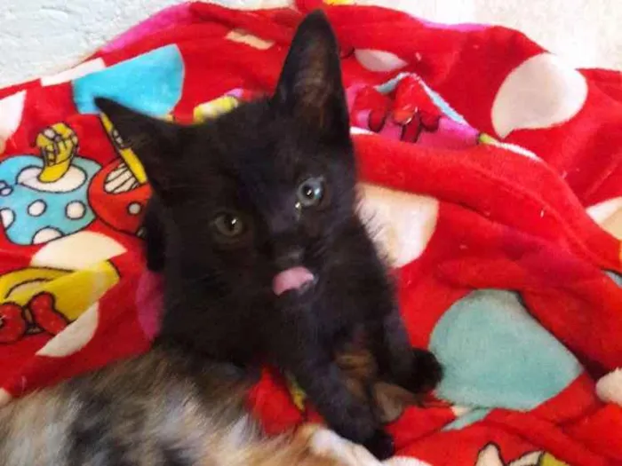 Gato ra a SRD idade 2 a 6 meses nome Pérola 