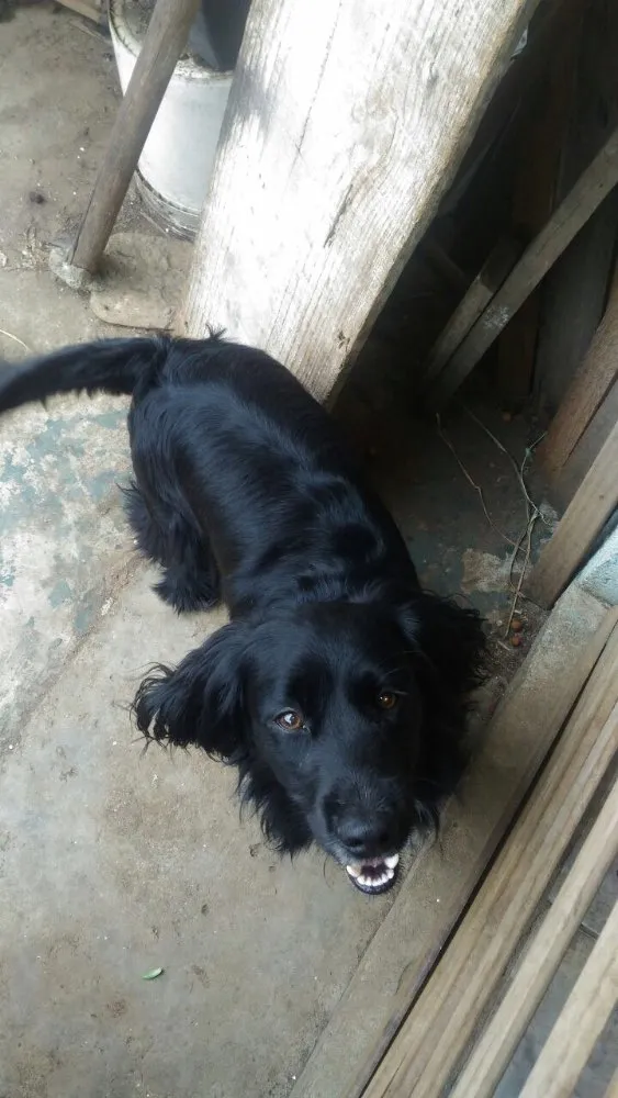 Cachorro ra a Cocker  idade 1 ano nome Rabito 