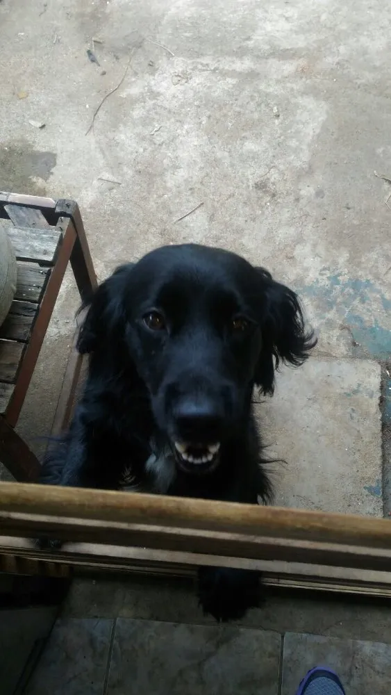 Cachorro ra a Cocker  idade 1 ano nome Rabito 