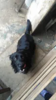 Rabito 