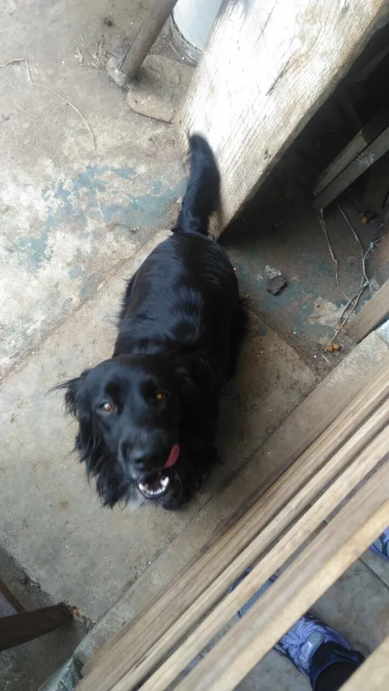 Cachorro ra a Cocker  idade 1 ano nome Rabito 