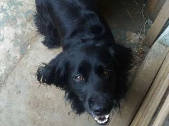Cachorro ra a Cocker  idade 1 ano nome Rabito 