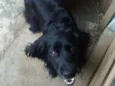 Rabito
