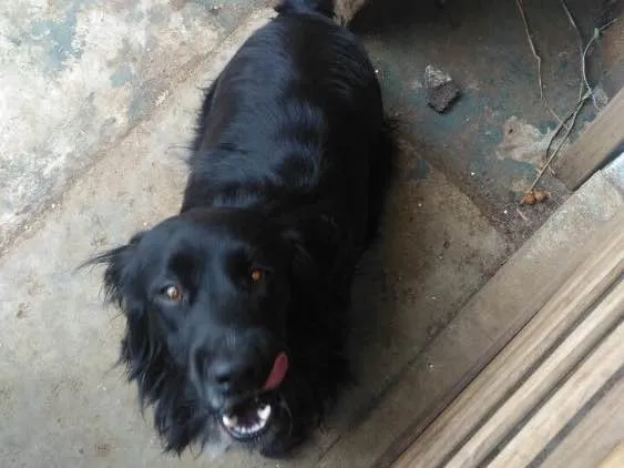 Cachorro ra a Cocker  idade 1 ano nome Rabito 