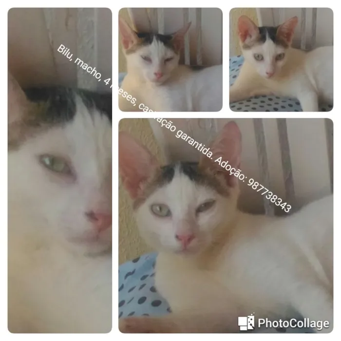 Gato raça não sei :( idade 2 a 6 meses nome Bilu