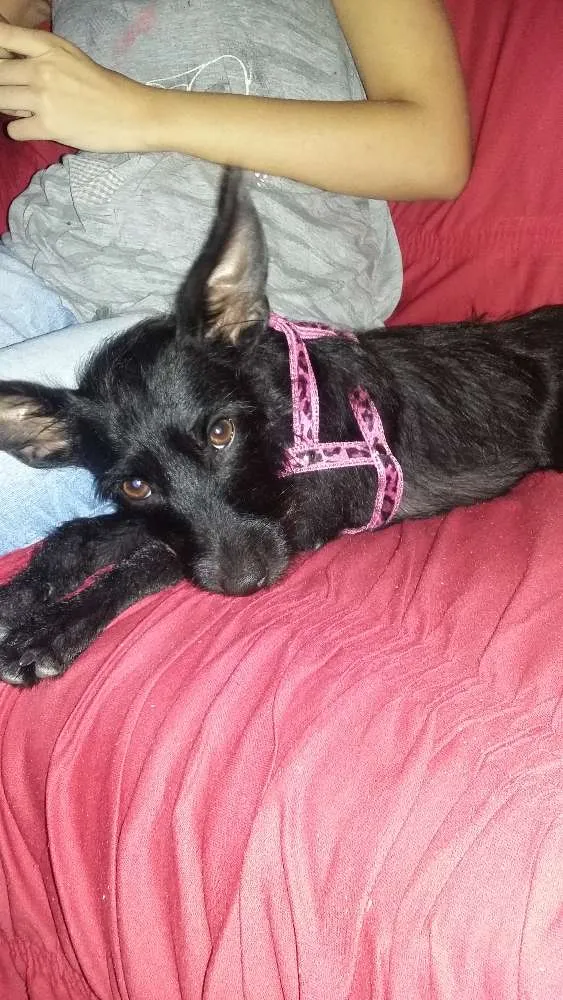 Cachorro ra a  idade 1 ano nome Sofia 