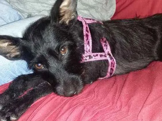 Cachorro ra a  idade 1 ano nome Sofia 