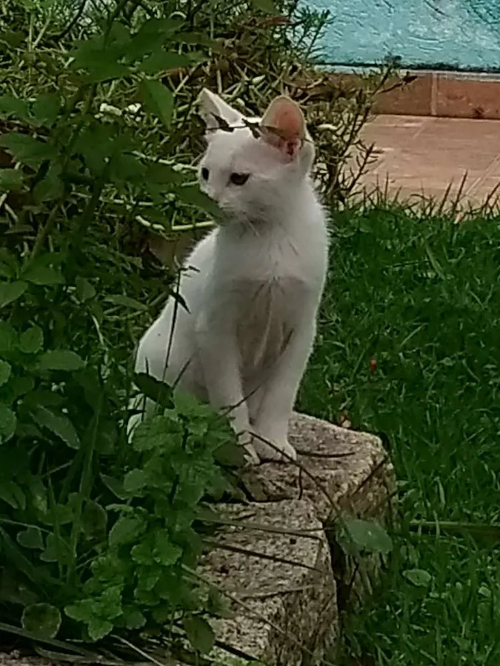 Gato ra a  idade 2 a 6 meses nome Ainda não tem nome 