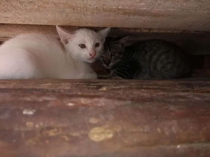 Gato ra a  idade 2 a 6 meses nome Ainda não tem nome 