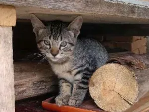 Gato raça  idade 2 a 6 meses nome Ainda não tem nome 
