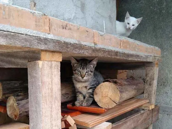 Gato ra a  idade 2 a 6 meses nome Ainda não tem nome 